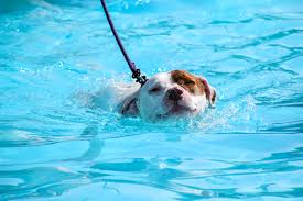Doggy Swim Day